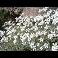 Cerastium grandiflorum (fam Caryophyllacees) (Balkans, Caucase) (2)